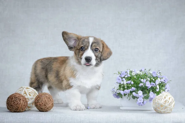 Sweet welsh corgi cardigan puppy on grey background — Stock Photo, Image