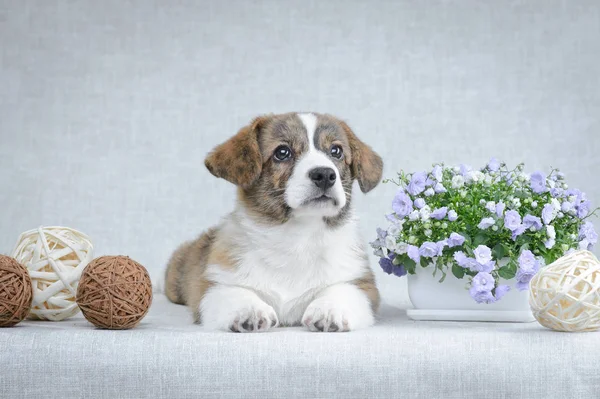 Doce galês corgi cardigan filhote no fundo cinza — Fotografia de Stock