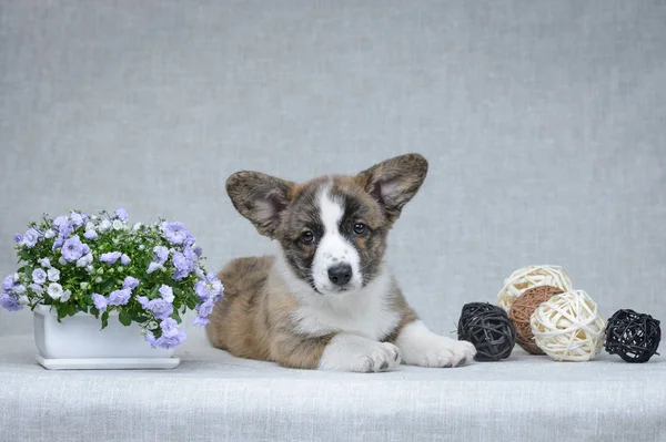 Sweet welsh corgi cardigan puppy on grey background Royalty Free Stock Photos