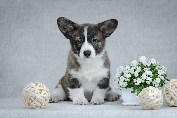 Sweet Welsh Corgi Cardigan puppy op grijze achtergrond Stockfoto
