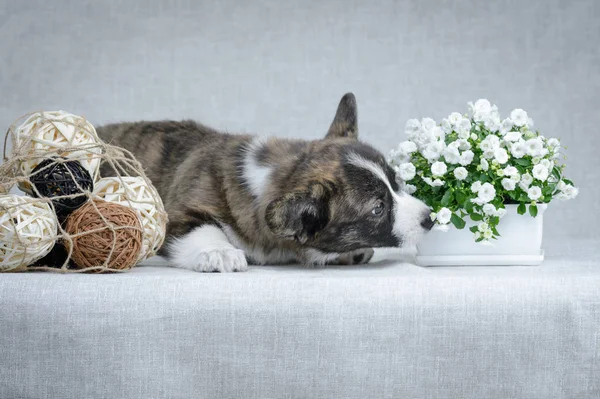 灰色背景上的香甜的科尔吉羊毛衫小狗 免版税图库图片