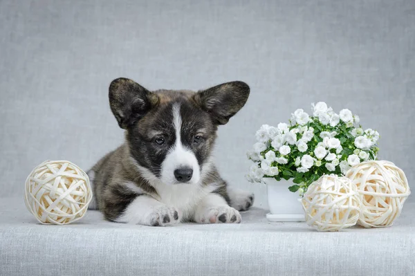 Gri arka planda tatlı Galce Corgi hırka köpek yavrusu Stok Resim