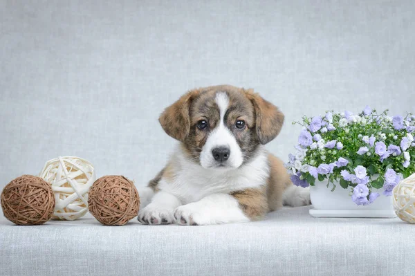 Sweet Welsh Corgi Cardigan puppy op grijze achtergrond Stockfoto