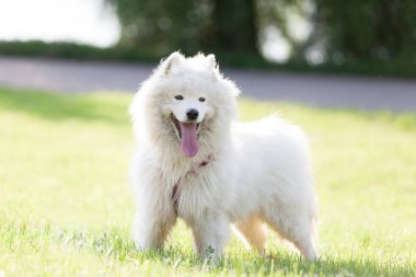 Çok güzel ve neşeli samoyed doğurmak köpek portresi.