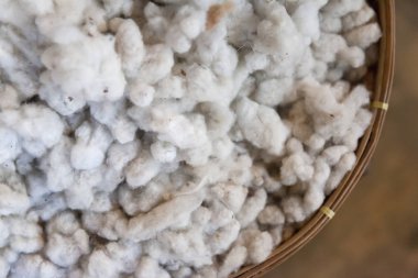 Birçok ipek solucanlar larva Koza yakın çekim.