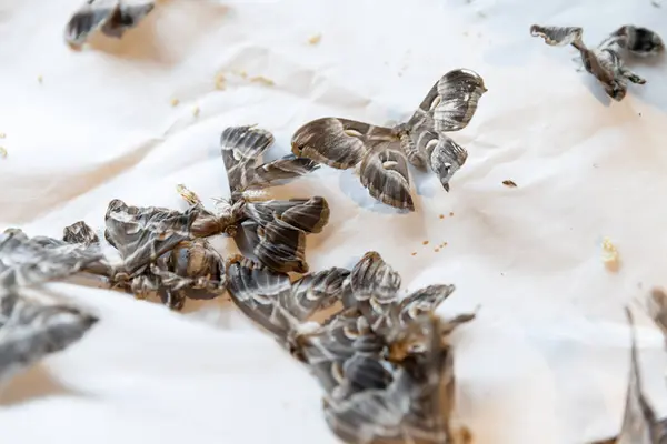 Close Many Silk Worms Larvae Cocoons — Stock Photo, Image