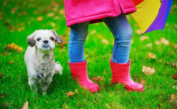 子犬と秋の公園で屋外カラフルな傘を持つ少女 — ストック写真