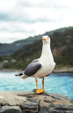 Martı Portovenere, İtalya, bulutlu bir günde Mart 2018