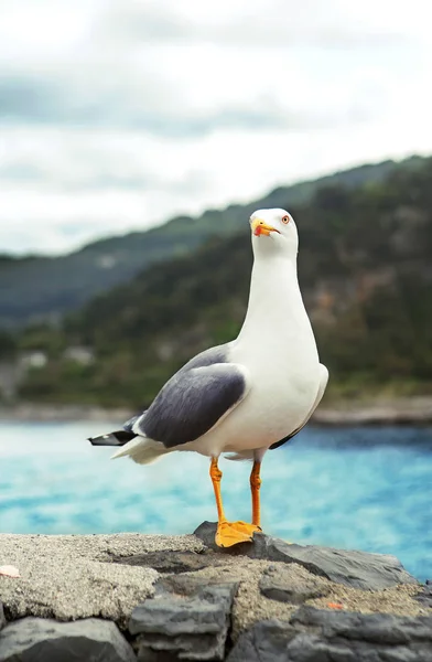 Seagull Portovenere Italy March 2018 Cloudy Day — Stock Photo, Image