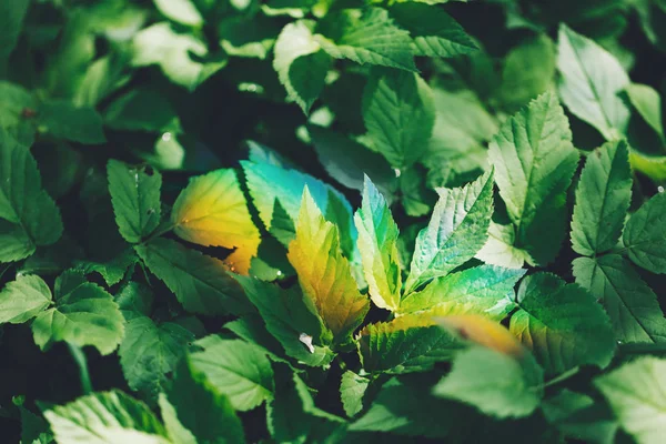 Colorful Light Rainbow Green Forest Foliage — Stock Photo, Image