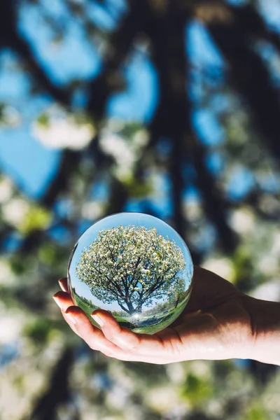 Kvinnliga Handen Håller Glaskula Med Träd Reflektion — Stockfoto