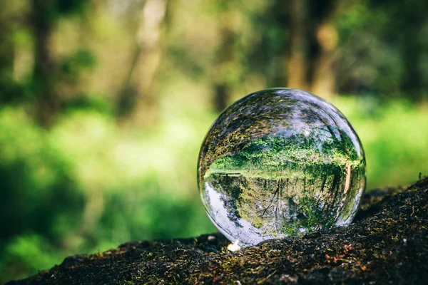 Sphère Verre Avec Réflexion Forestière Debout Sur Arbre — Photo