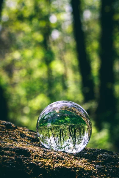 Glaskugel Mit Waldreflexion Steht Auf Einem Baum — Stockfoto