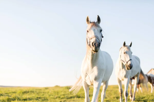 Two white horses trotting ahead on green grass field.