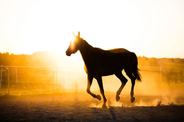 Μαύρο Άλογο Τρέχοντας Στο Περιφραγμένο Λιβάδι Στο Ηλιοβασίλεμα — Φωτογραφία Αρχείου