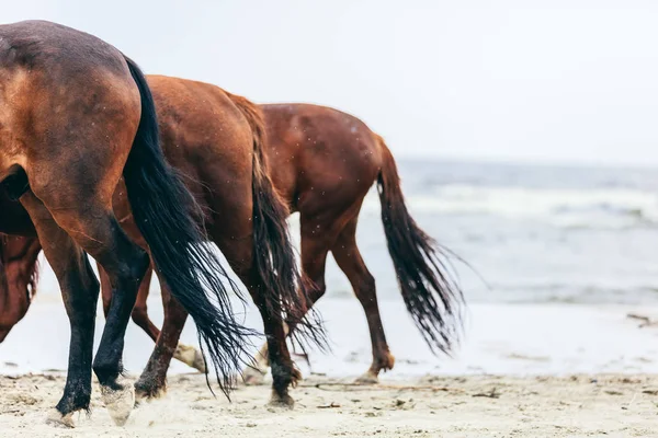 Manada Cavalos Caminhando Praia Ventosa — Fotografia de Stock