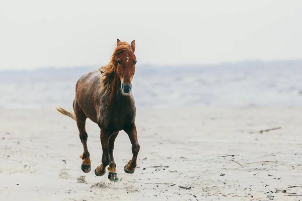 Lonely Brown Horse Running Sandy Beach — Stock Photo, Image