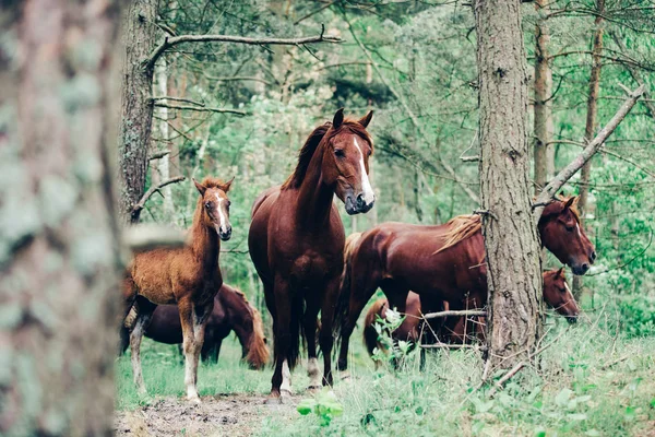 Κοπάδι Των Καφέ Άλογα Περπατώντας Στο Καταπράσινο Δάσος — Φωτογραφία Αρχείου