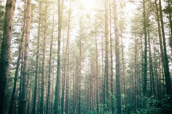 忧郁的森林与高大的树木 — 图库照片