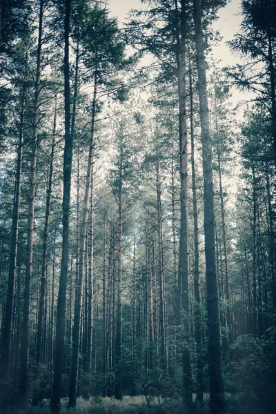 Mlha Náladový Les Vysokými Stromy — Stock fotografie