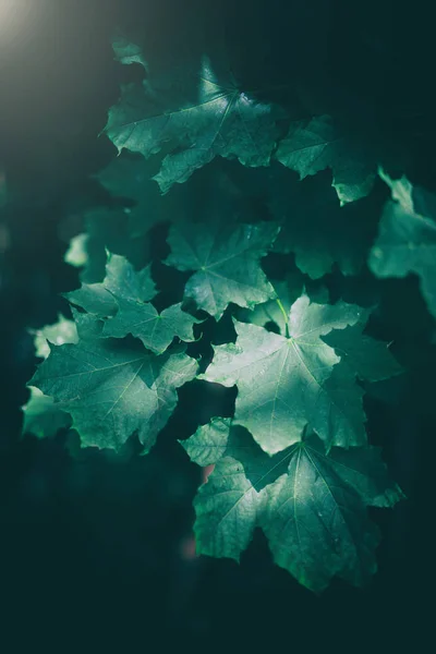 Hojas Arce Follaje Con Luz Solar Primavera Naturaleza Ecología —  Fotos de Stock