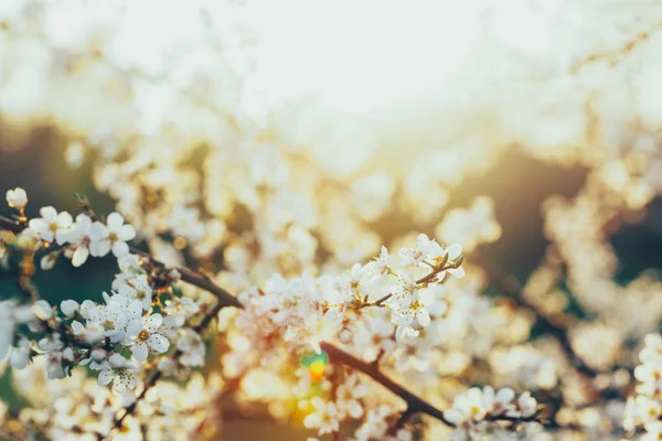Ramas Cerezo Con Flores Blancas Florecientes — Foto de Stock