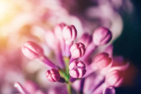 Blommande Ljusa Lila Knoppar Närbild Naturen — Stockfoto