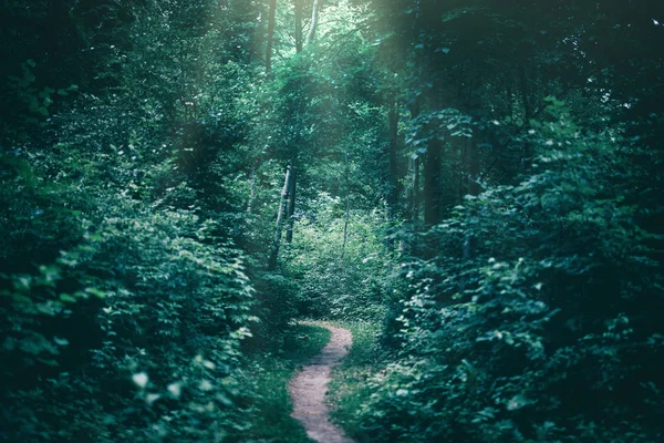 绿色森林 自然与环境 — 图库照片