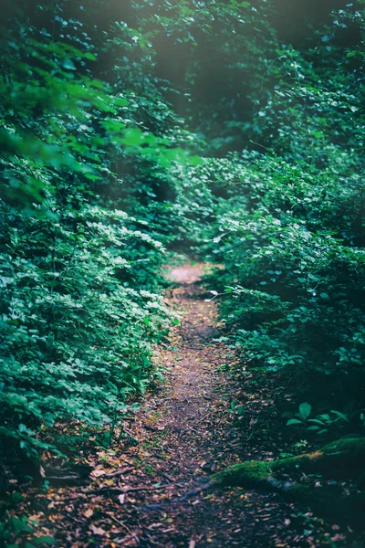 Zelený Les Příroda Životní Prostředí — Stock fotografie