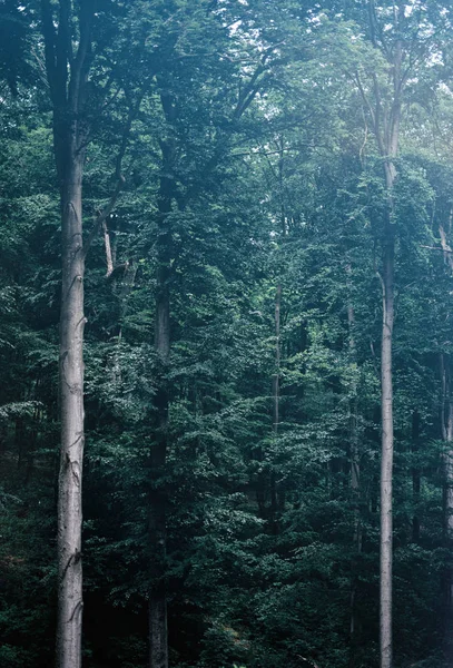 Grønn Skog Natur Miljø – stockfoto