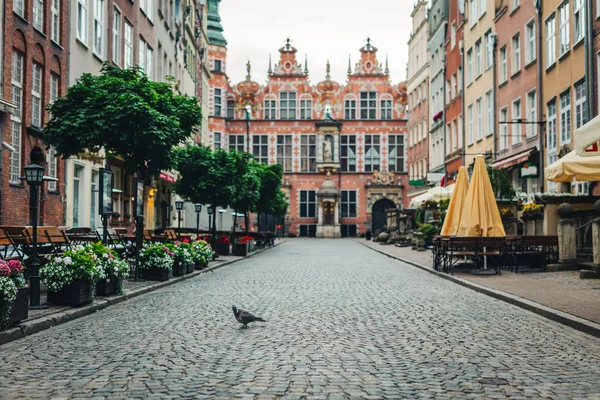 Vintage Old Town Street Lonely Pigeon Gdansk Poland Travel Destination — Stock Photo, Image