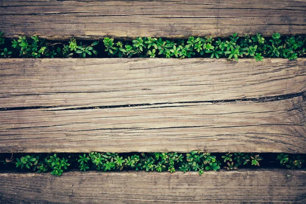 Viejos Tablones Madera Con Plantas Verdes Asomándose Primer Plano Contexto —  Fotos de Stock