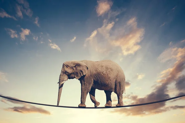 Elephant Walking Line Cloudy Sky — Stock Photo, Image