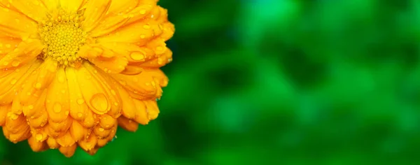 Nahaufnahme Der Ringelblume Mit Nassen Blütenblättern Auf Grünem Hintergrund — Stockfoto