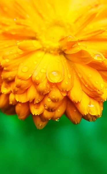 Vista Cerca Flor Caléndula Con Pétalos Húmedos Sobre Fondo Verde — Foto de Stock