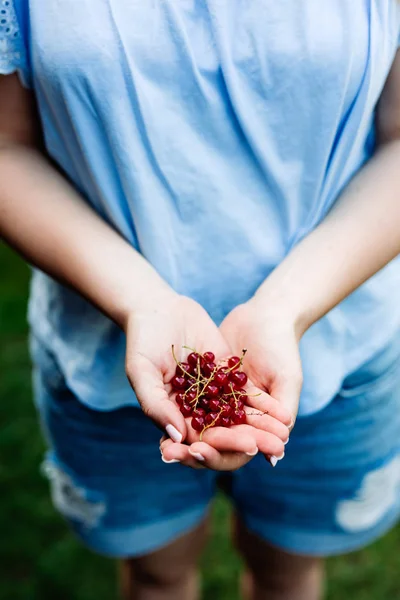 High Angle View Woman Holding Cherries Bunch Hands — Stock Photo, Image