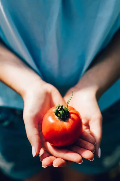 Visão Alto Ângulo Mulher Segurando Tomate Nas Mãos — Fotografia de Stock