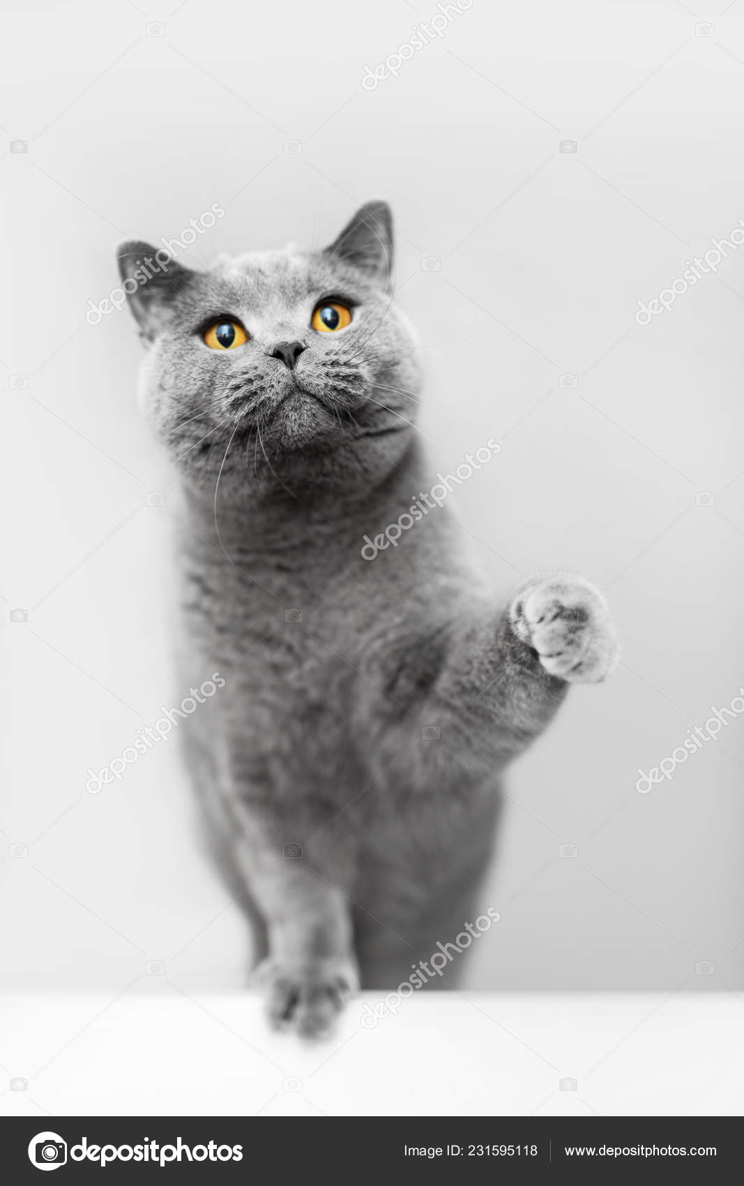 Mignon Chat Gris Levant Patte Jouant Chat Poil Court Britannique Image Libre De Droit Par Photocreo C Mignon Chat Gris Levant Patte Jouant Chat Poil Court Britannique Image Libre De Droit Par Photocreo C