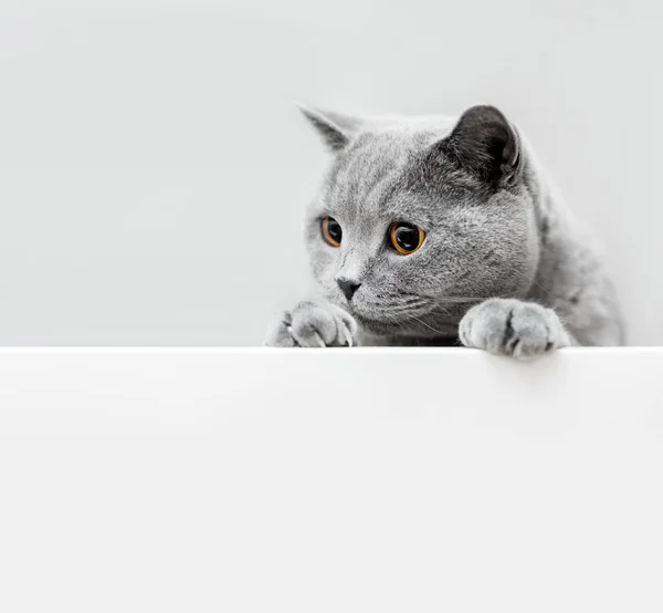 Söt Lekfull Grå Katt Lutar Tamdjur Brittisk Korthår Cat — Stockfoto