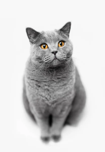 Пухнасті Сірий Кіт Сидить Білому Тлі Тварина Портрет Британська Короткошерста — стокове фото