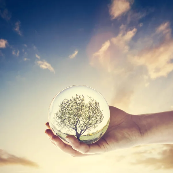 在日落的天空中 有一棵树的玻璃球 手里拿着 环境保护 地球日 — 图库照片