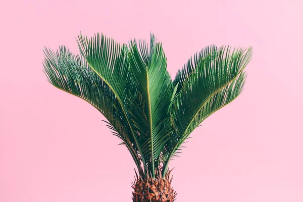 Palma Tropical Sobre Fondo Pastel Rosado Cycas Revolutas Planta Exótica —  Fotos de Stock