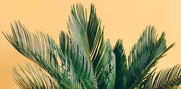 Folhas Palma Tropicais Fundo Pastel Amarelo Cycas Revolutas Planta Exótica — Fotografia de Stock