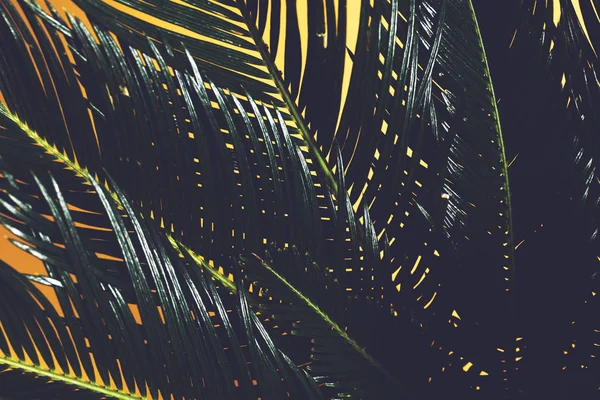 棕榈树在黄色背景的特写镜头中离开 Cycas 革命植物 热带植物 — 图库照片