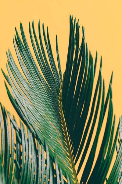 棕榈叶在明亮的黄色背景 Cycas 热带室内植物 — 图库照片