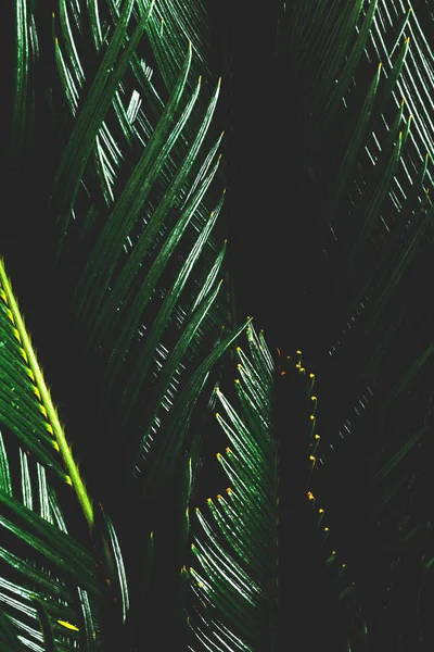 Palmeira Escura Deixa Close Cycas Revolutas Planta Sala Exótica — Fotografia de Stock