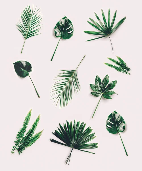在白色背景上的一套不同的热带叶子 异国情调的装饰棕榈树和植物 — 图库照片