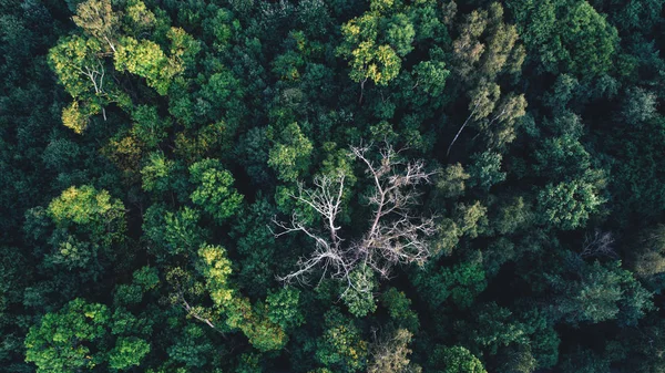 Zielonych Drzew Lesie Jak Widać Góry Środowiska Jesieni Widok Lotu — Zdjęcie stockowe