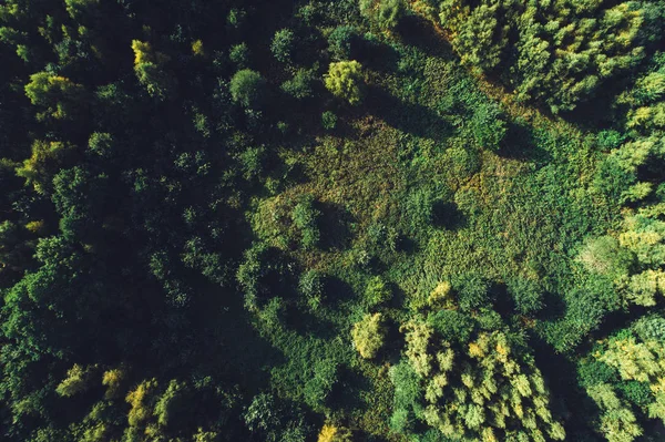 緑の森と草原のトップを表示します 秋のシーズン フラットを置く — ストック写真