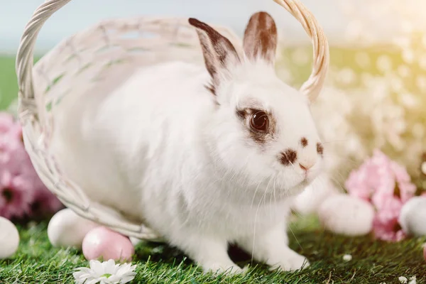 White Rabbit Sitting Easter Basket Spring Background — Stock Photo, Image